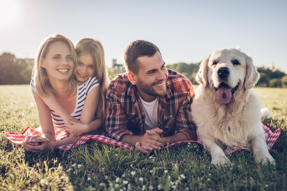 Familienhunde für Anfänger Welche Rassen sind