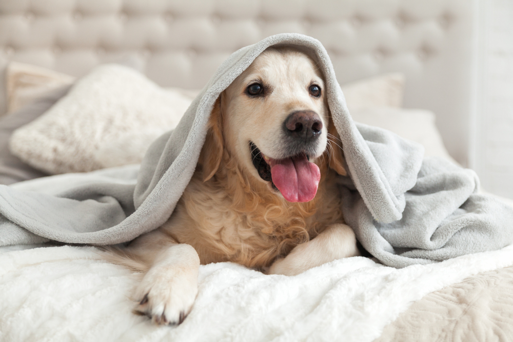 hund unter bettdecke
