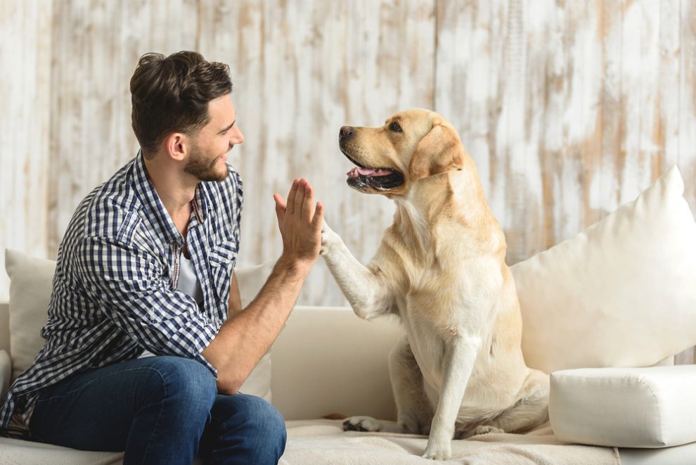 hundegeruch aus wohnung entfernen