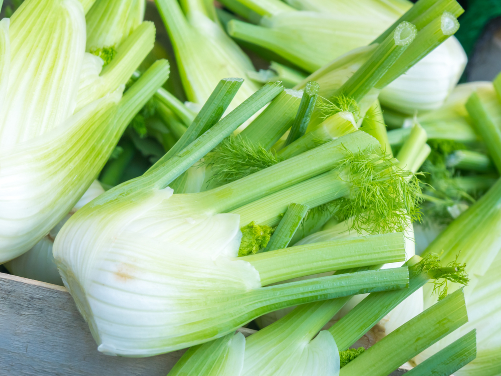 rohen fenchel frisch halten
