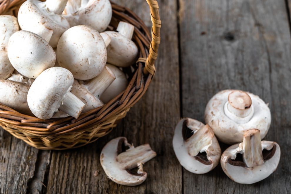 Champignons lagern