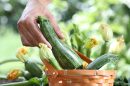 Zucchini düngen