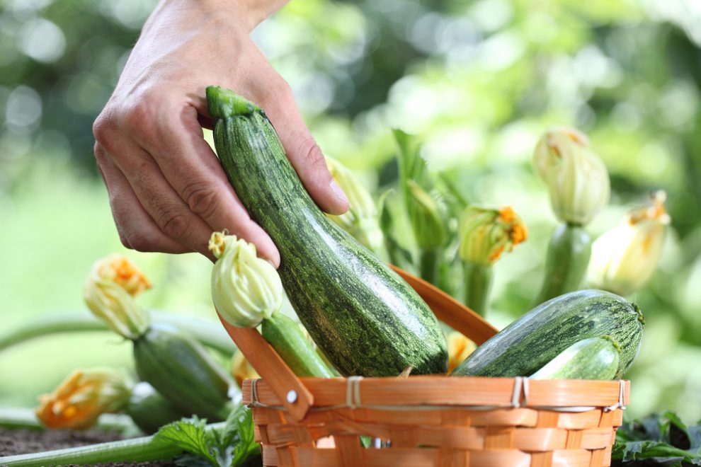 Zucchini düngen
