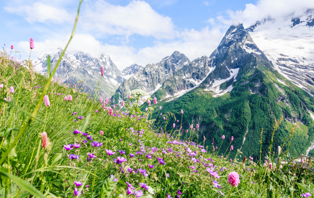 heilpflanzen aus den alpen