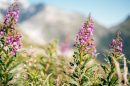 Alpenkräuter