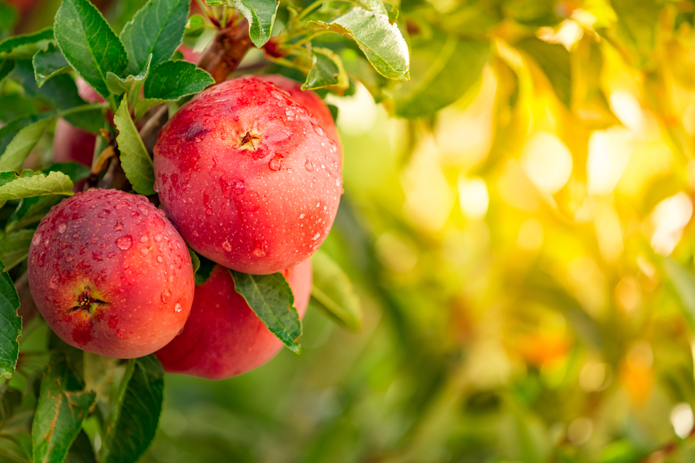Welcher Obstbaum ist der richtige für den Garten?
