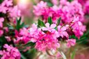 oleander krankheiten