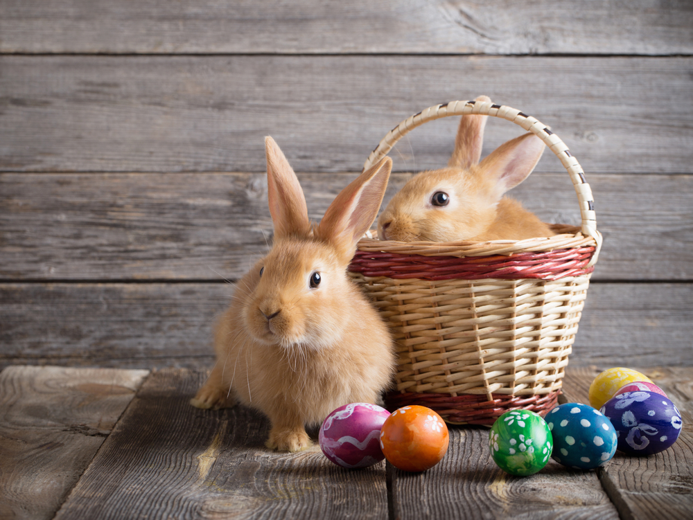 osterhase