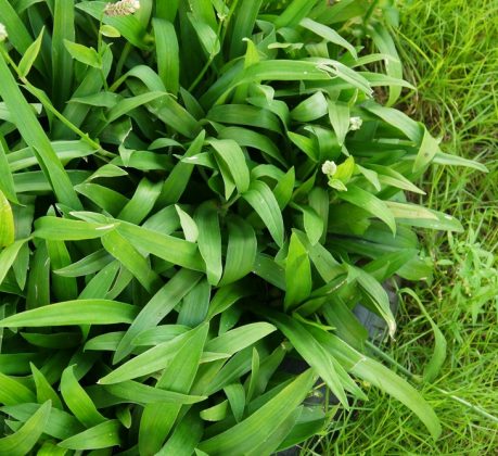 Murdannia loriformis