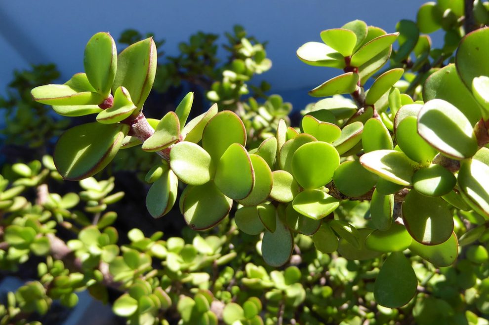 Portulacaria Afra