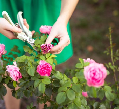 Rosen pinzieren