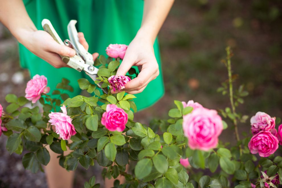 Rosen pinzieren