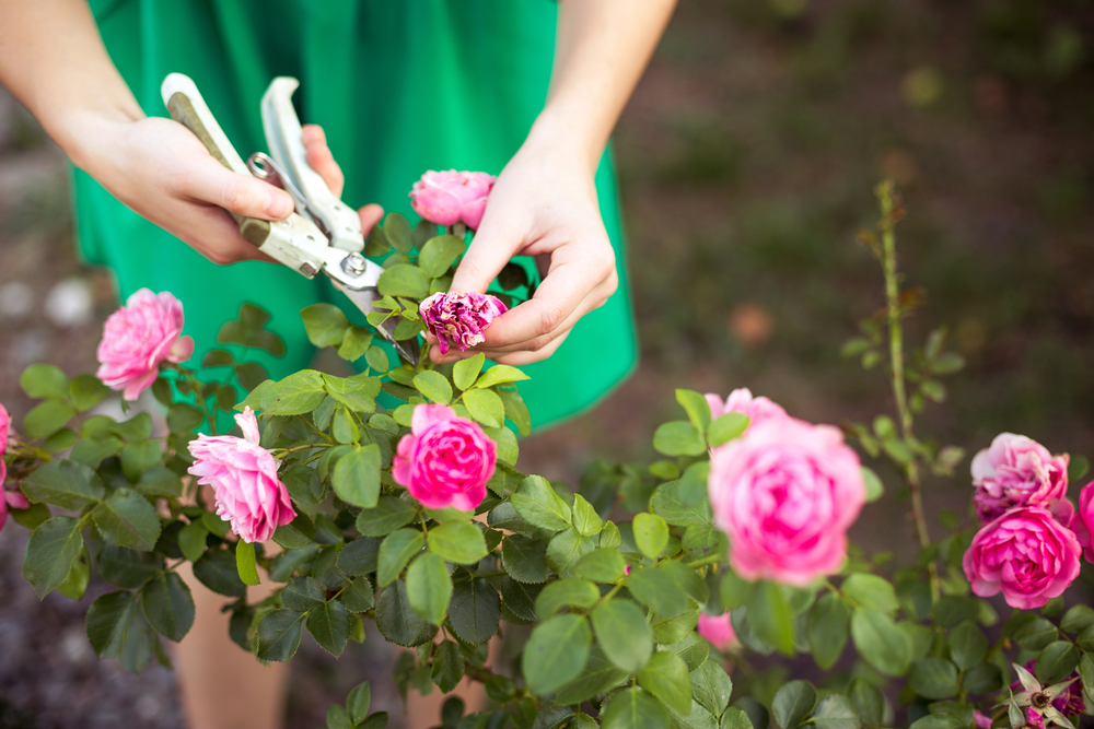 Rosen pinzieren: Tipps und Anleitung für Hobby-Gärtner