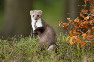 wiesel in der natur