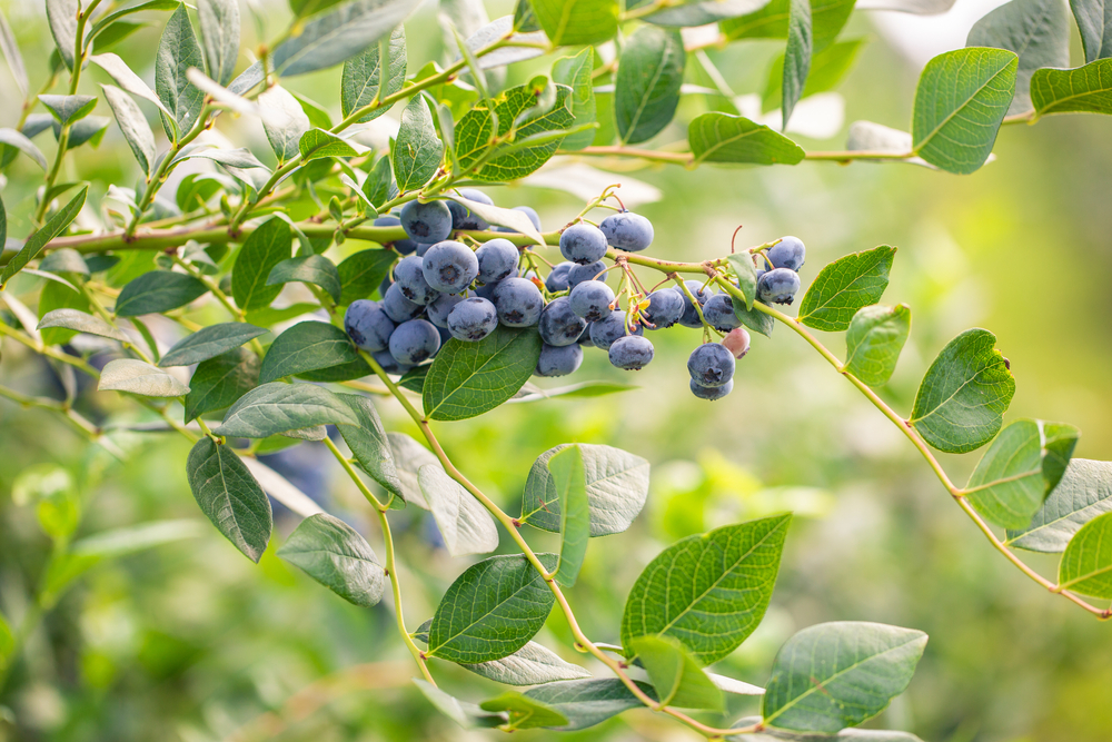Heidelbeeren mit Essig düngen Wie funktioniert das?