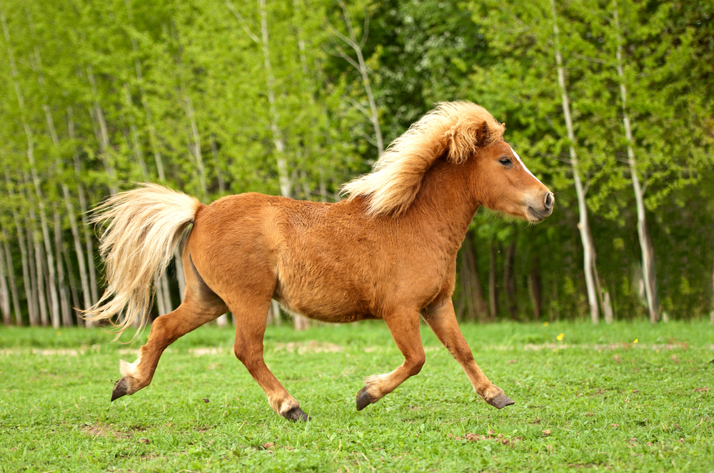 Shetlandpony