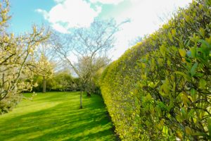 Ligusterhecke